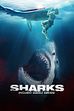 Trailer - Sharks - Incubo degli abissi