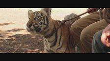 Trailer - Il ragazzo e la tigre