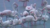 L'adozione dei fenicotteri sul Po