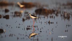 La prima oasi del Wwf in Italia