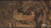 Le ossa degli orsi delle caverne