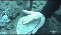 Aenaria, la piccola Atlantide del Mediterraneo