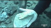 Aenaria, la piccola Atlantide del Mediterraneo