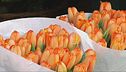 I rincari colpiscono anche i fiori