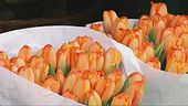 I rincari colpiscono anche i fiori