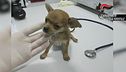 La truffa dei cani malati dall'est