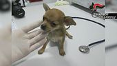 La truffa dei cani malati dall'est