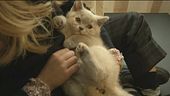 Oggi è la giornata del gatto