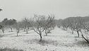 Neve e gelo, raccolti a rischio