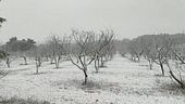 Neve e gelo, raccolti a rischio