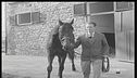 Ribot, il cavallo del secolo
