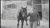 Ribot, il cavallo del secolo