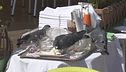 Venezia invasa dai gabbiani