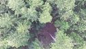 Il ruolo fondamentale delle foreste per l'equilibrio dell'ecosistema