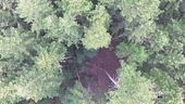 Il ruolo fondamentale delle foreste per l'equilibrio dell'ecosistema