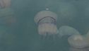 Invasione di meduse a Trieste