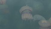 Invasione di meduse a Trieste