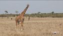 Cambiamenti climatici e evoluzione degli animali