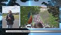 Per l'Ucraina la marcia della pace