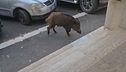 Peste suina, zona rossa a Roma