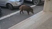 Peste suina, zona rossa a Roma