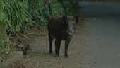 Cinghiali e peste suina, è allarme