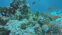 Oceani a rischio, salviamoli