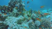 Oceani a rischio, salviamoli