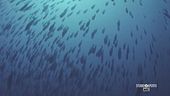 La giornata mondiale degli oceani