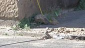 Roma, crollo a porta Maggiore