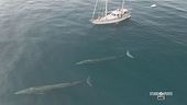 Il Santuario Pelagos