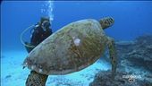 Il Santuario Internazionale dei Cetacei