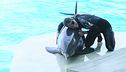 Gessica torna tra i delfini