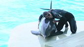 Gessica torna tra i delfini
