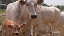 Il luogo di origine della razza chianina