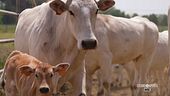 Il luogo di origine della razza chianina