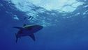 Squali, predatori da salvare