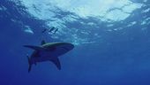 Squali, predatori da salvare