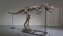 Dinosauro-mania, reperti all'asta