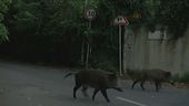 Allarme cinghiali, troppi incidenti