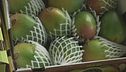 Italia tropicale, frutta esotica