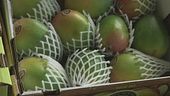 Italia tropicale, frutta esotica
