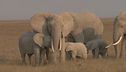 Elefanti a rischio estinzione