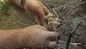 La ricerca e la cava del tartufo