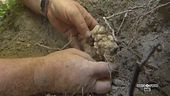 La ricerca e la cava del tartufo