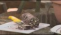 L'antica ricetta del salame del papa