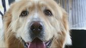Una giornata per l'amico più fido