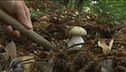 Tornano i funghi, boom di porcini