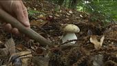 Tornano i funghi, boom di porcini
