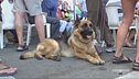 La giornata internazionale del cane